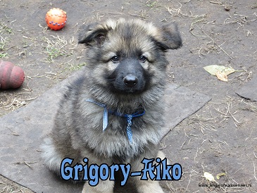 Grigory-Aiko